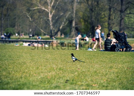 Prague / Czech Republic - April 17, 2020: People enjoy warm weather in the park, while a curious magpie is watching them from a distance