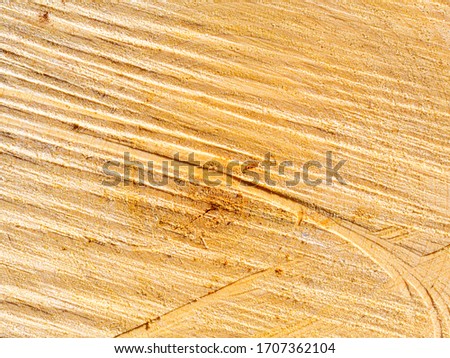 End cut of a birch trunk, close-up