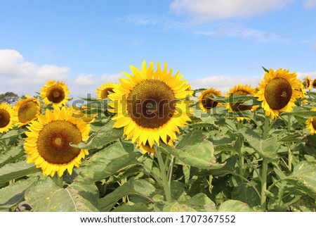 This is the sunflower. I took this picture when I visited Taiwan.