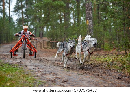 Carting dog mushing race. Husky sled dog pulling the cart. Dryland crosscountry mushing autumn competition. Royalty-Free Stock Photo #1707375457