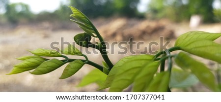 The Beautiful picture of green leaflets