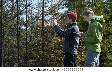 Eco volunteers on the place of extinct forest fire. They examine burnt spruce trees, take pictures and make notes. Activists scout fire places in the forest. Forest Fire Prevention.