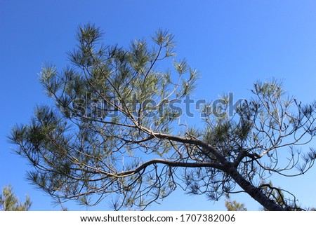 Pine tree's branches in the sky.