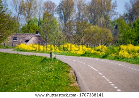 Spring nature landscape with yellow blossom of rapeseed plants in sunny day in Betuwe, Gelderland, Netherlands