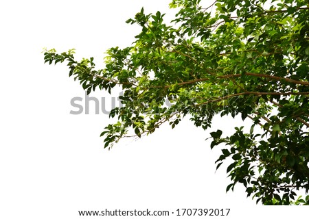 Branch isolated on white background for Landscape design with clipping path. Royalty-Free Stock Photo #1707392017