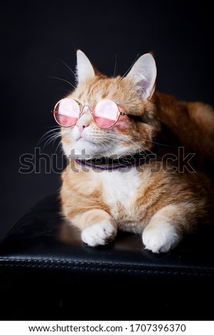 Ginger cat in pink glasses posing on black background Royalty-Free Stock Photo #1707396370