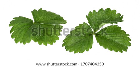 Strawberry leaves isolated on white background