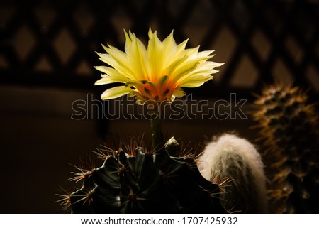 Background of beautiful yellow flower of Hamato cactus[Scientific name] blooming under the warm tone of sunlight shining at the petal in wooden greenhouse. Silhouette picture of yellow flower.