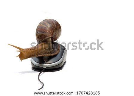 Garden snail next to computer mouse, slow internet, slow processor, isolated on white