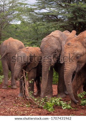 Baby and young elephants, pictures taken in an elephant orphanage in Africa. 