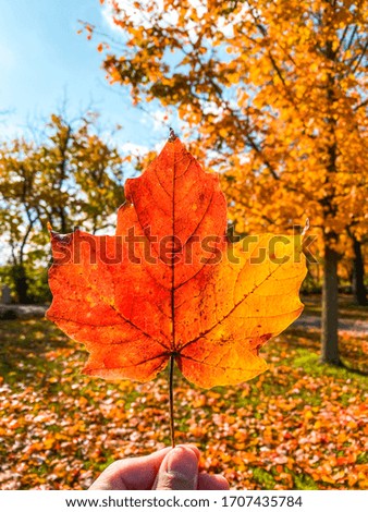 beautiful maple leaves of outdoors