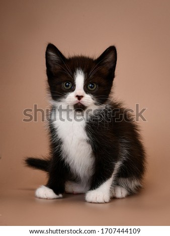 cute small adorable black and white kitten