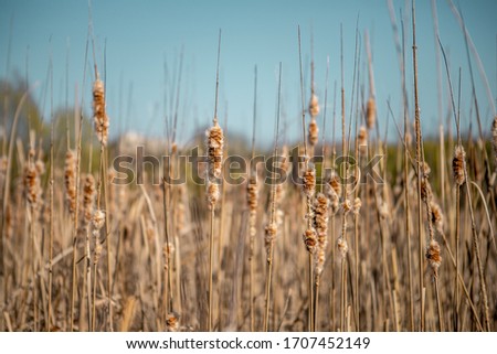 Gold colored dry reeds in windy wheather in a town early in the spring