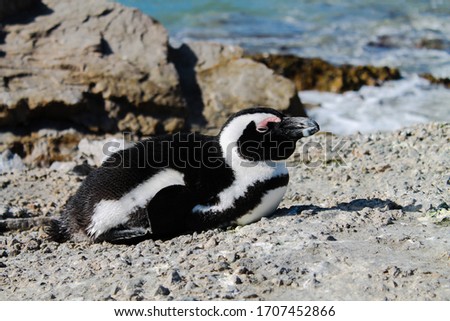 Penguin lying down on rocks. Sea in background.