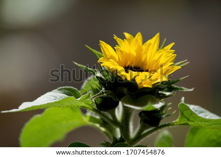 Young sunflower with yellow flower and green leaves on background.