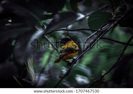 Picture of black hooded oriole waiting for partner