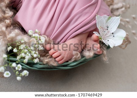 Feet of the newborn baby. pink color. mother's day. little girl in pink bodysuit with white flowers gypsophila
