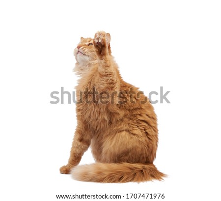 adult fluffy red cat sitting and raised its front paws up, imitation of holding any object, animal isolated on a white background