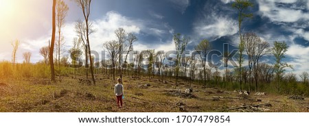 Panorama of the site Deforestation. Ecological problems of the planet, deforestation of pine forests. A little girl inspects the site of deforestation