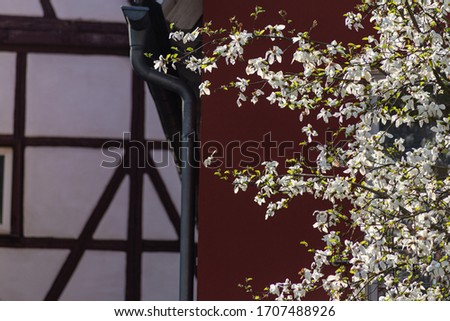 whtie blossom branches before city building facade