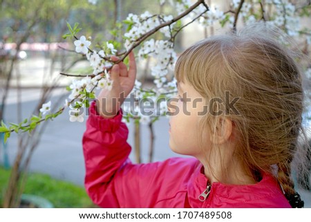 Little girl admires the blossoming flowers on the trees. The child looks at the white blossoming flowers. Selective focus.
