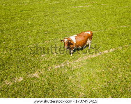 Aerial view of cow on green pasture in rural area in Switzerland.