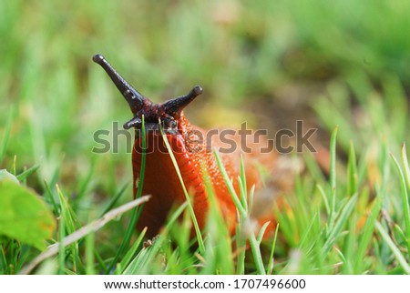 Arion rufus slug 4 in grass Royalty-Free Stock Photo #1707496600