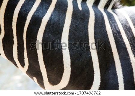 black and white stripes of Zebra skin