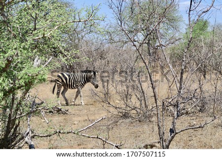 A zebra in National Park, South Africa                              