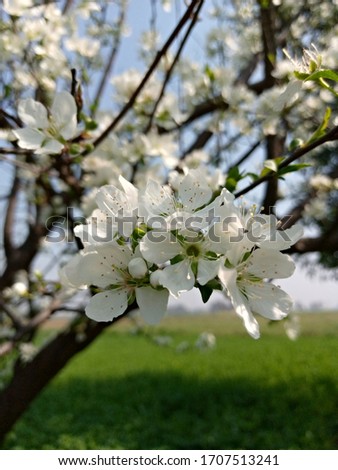 Tree Of Plum With Beautiful white Flower. white and green image. plum flowers in summer season beautiful natural view. 