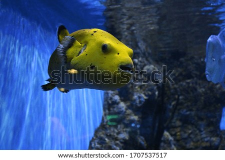 photo of yellow fish in the aquarium