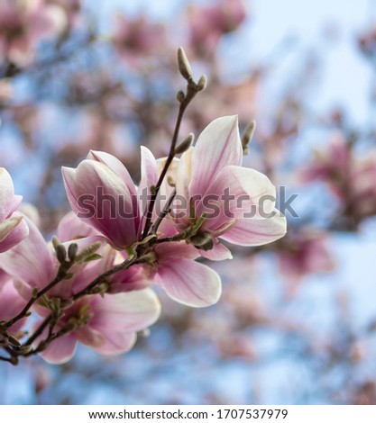 This is magnolia tree. Beautiful and nice. Special nature. The color of this pink and light pink. You see the blue sky on the picture. Wonderful light Fitlike a glove. Perfect flower. Awaking spring. 