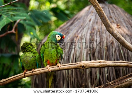 South America Birds at Iguacu, Brazil