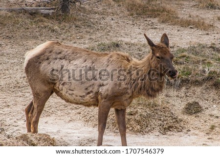 Yellowstone National Park Female Elk