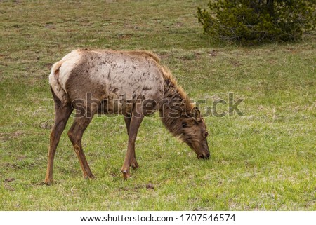 Yellowstone National Park Female Elk