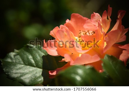 Beautiful bright orange rose with green leaves in the garden. Stock Photo 