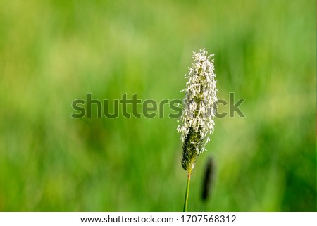 Flowering head of Meadow Foxtail grass against green background