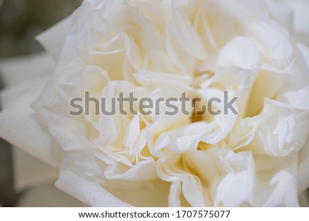 Background image of flowers. White fresh pastel roses.