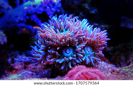 Duncanopsammia is a large polyp stony (LPS) coral - Duncanopsammia axifuga Royalty-Free Stock Photo #1707579364