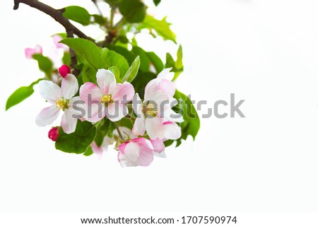 Branch with pink cherry blossoms isolated on white background.