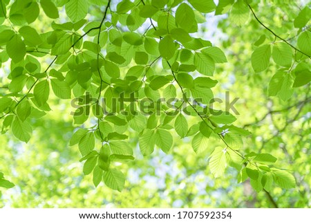 lush green young leaves on a sunny day in the woods in the beginning of spring, when nature wakes up to bloom with sunlight peeking through the leaves and trees Royalty-Free Stock Photo #1707592354