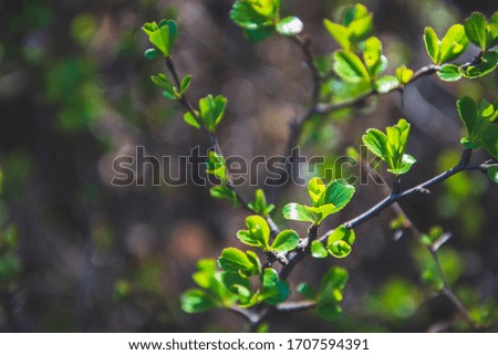 Close up picture of green leaves on dark background. Small buds in spring season. Wallpaper background of nature. Herbs photography.