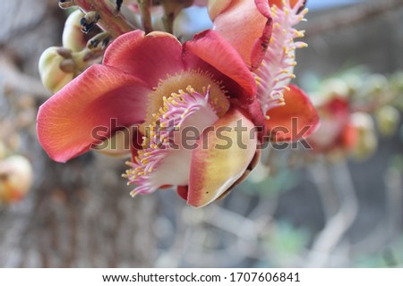 Sala Langka or Cannonball Tree is a large evergreen perennial plant that is directly related to the Buddha, both at birth, enlightenment and nirvana.