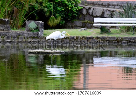 white heron in the middle of the lake