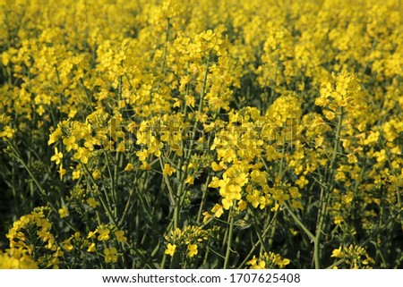 Picturesque rural landscape with yellow rapeseed field. Blooming canola flower close up. Bright yellow rapeseed oil. Natural yellow background texture. Europe Hungary