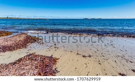 Sea Grass at Shoalwater Bay beach WA Australia with Penguin Island in the background.