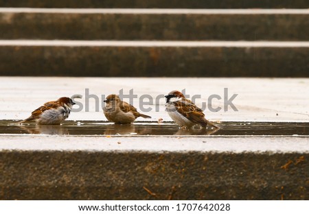 Sparrows in a puddle. Small, brown birds wash and drink water from a puddle after a rain. Closeup. 