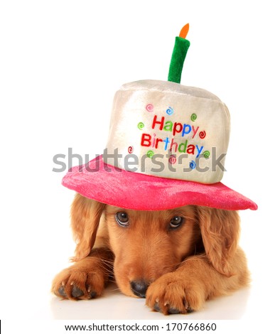 A golden retriever puppy wearing a happy birthday hat. 