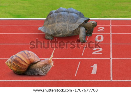 Turtle Walking Race with Snails on the red treadmill 2021