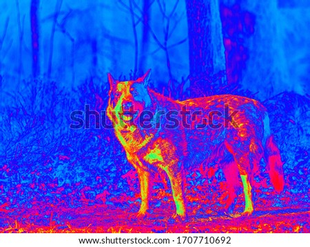 Thermal screen of Australian Cattle Dog in forest. On the screen is a thermal dog screen. Infra or thermography photo